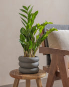 ZZ-Plant-40cm-Meyer-Ember-Plntd-Lifestyle-21