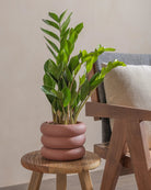 ZZ-Plant-40cm-Meyer-Old-Red-Plntd-Lifestyle-24