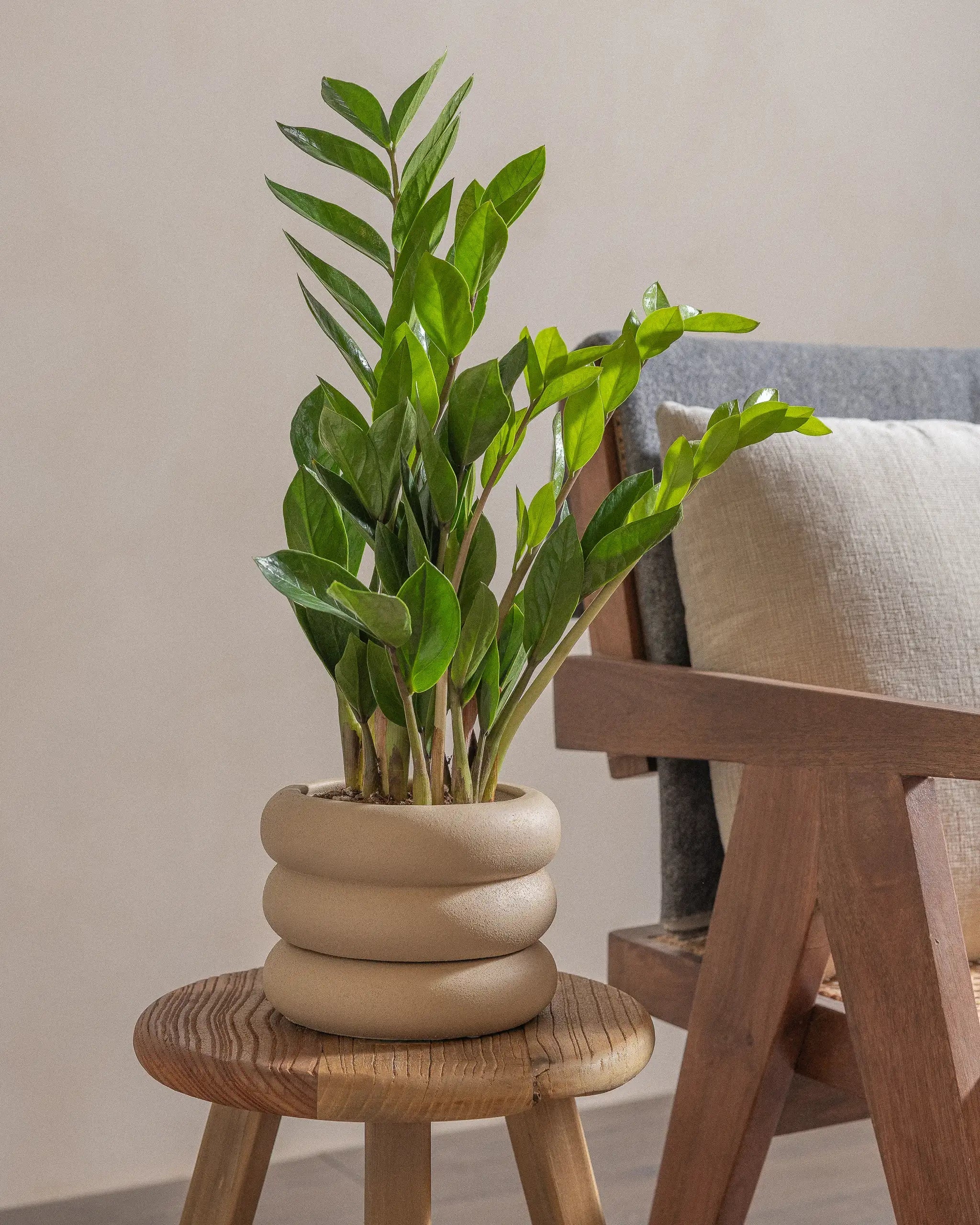 ZZ-Plant-40cm-Meyer-Sand-Plntd-Lifestyle-22