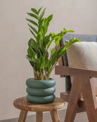 ZZ-Plant-40cm-Meyer-Slate-Green-Plntd-Lifestyle-20