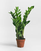 ZZ Plant-40cm-Nursery Pot-Nursery Pot-Plntd-Seamless