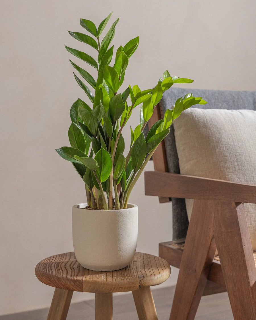 Potted plant with broad green leaves on a wooden stool beside a cushioned chair.