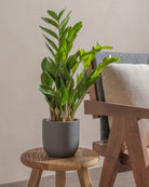 ZZ-Plant-40cm-Round-Ember-Plntd-Lifestyle-7