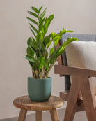 ZZ-Plant-40cm-Round-Slate-Green-Plntd-Lifestyle-16