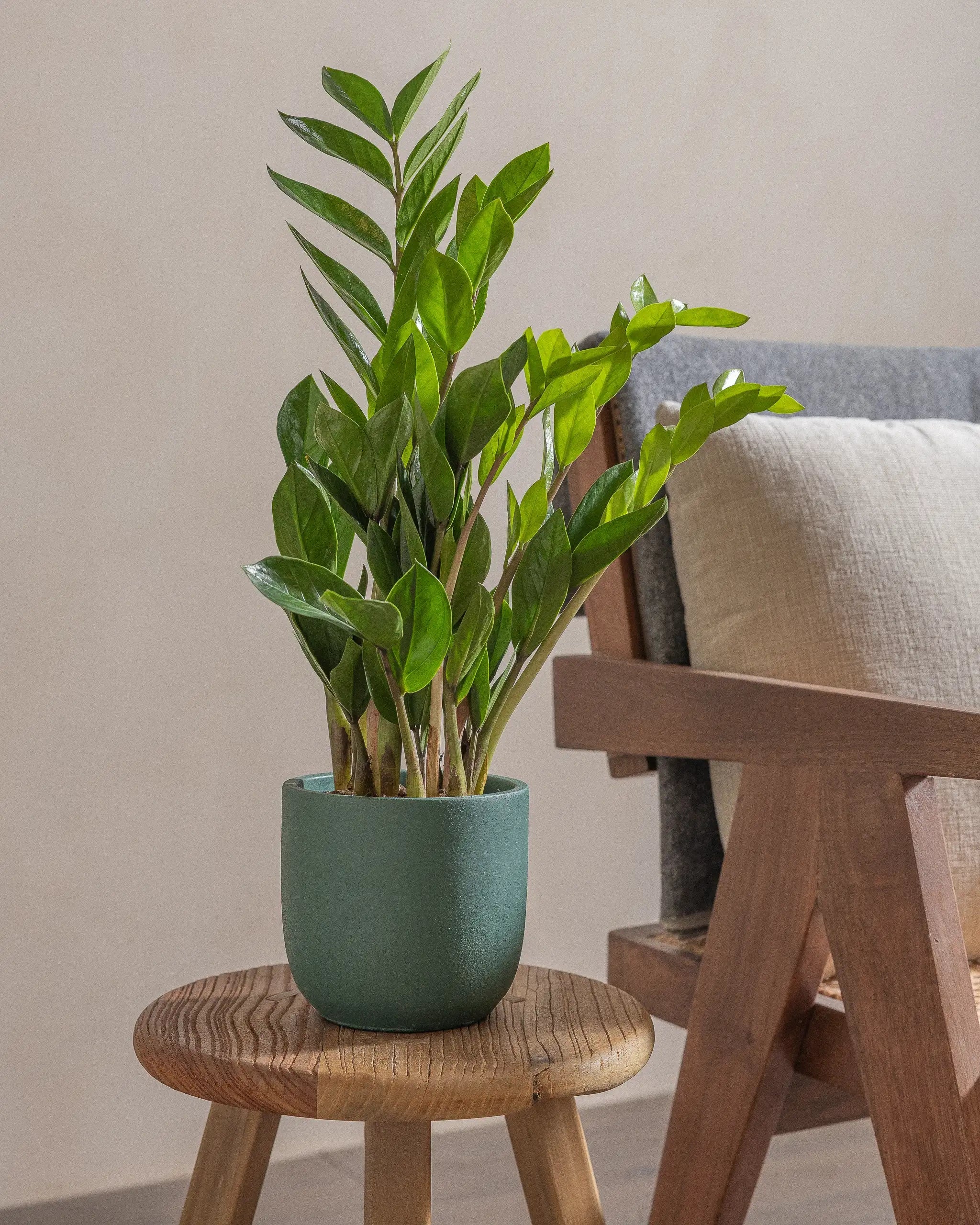 ZZ-Plant-40cm-Round-Slate-Green-Plntd-Lifestyle-8