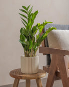 ZZ-Plant-40cm-Runic-Chalk-White-Plntd-Lifestyle-16