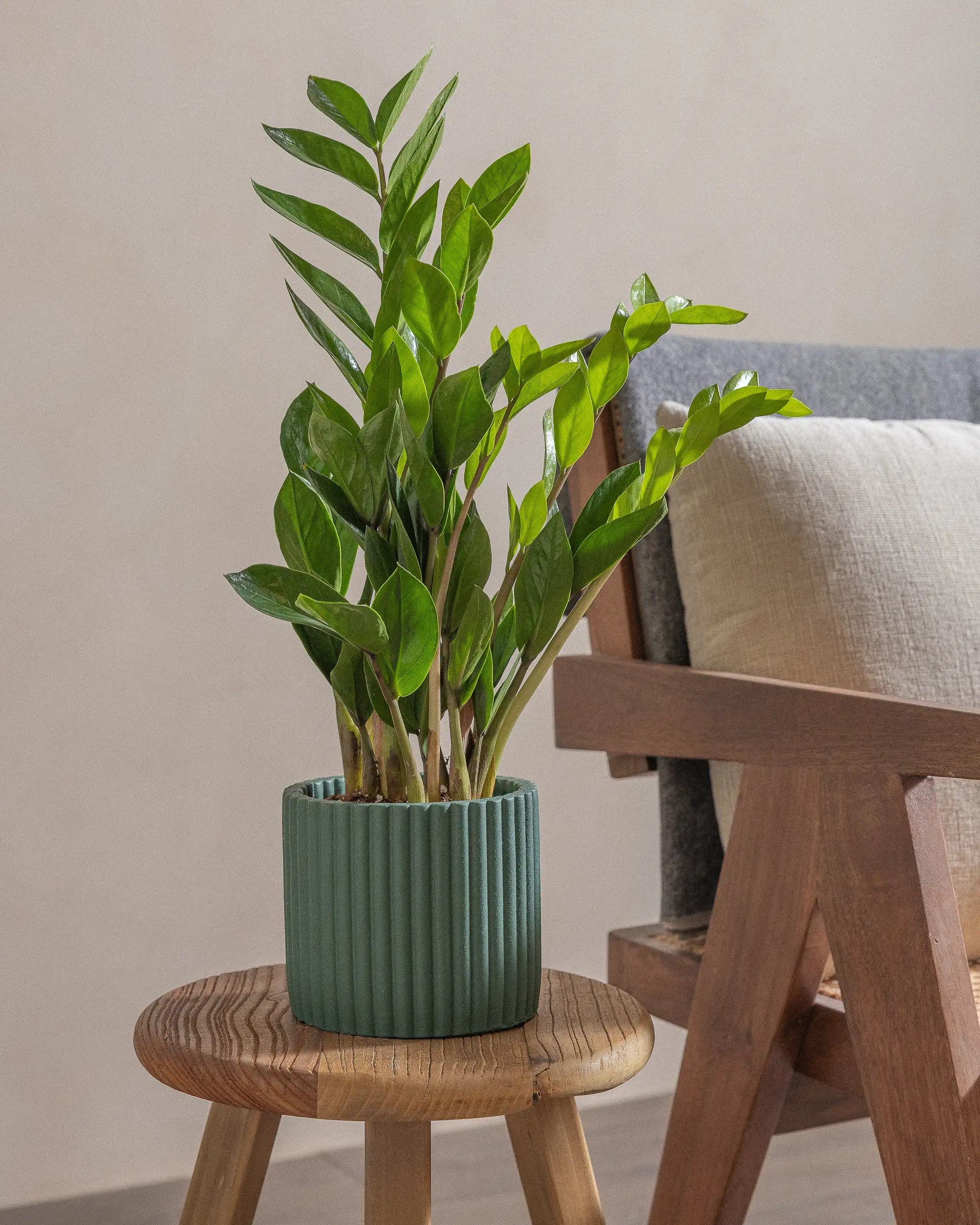 ZZ-Plant-40cm-Runic-Slate-Green-Plntd-Lifestyle-17