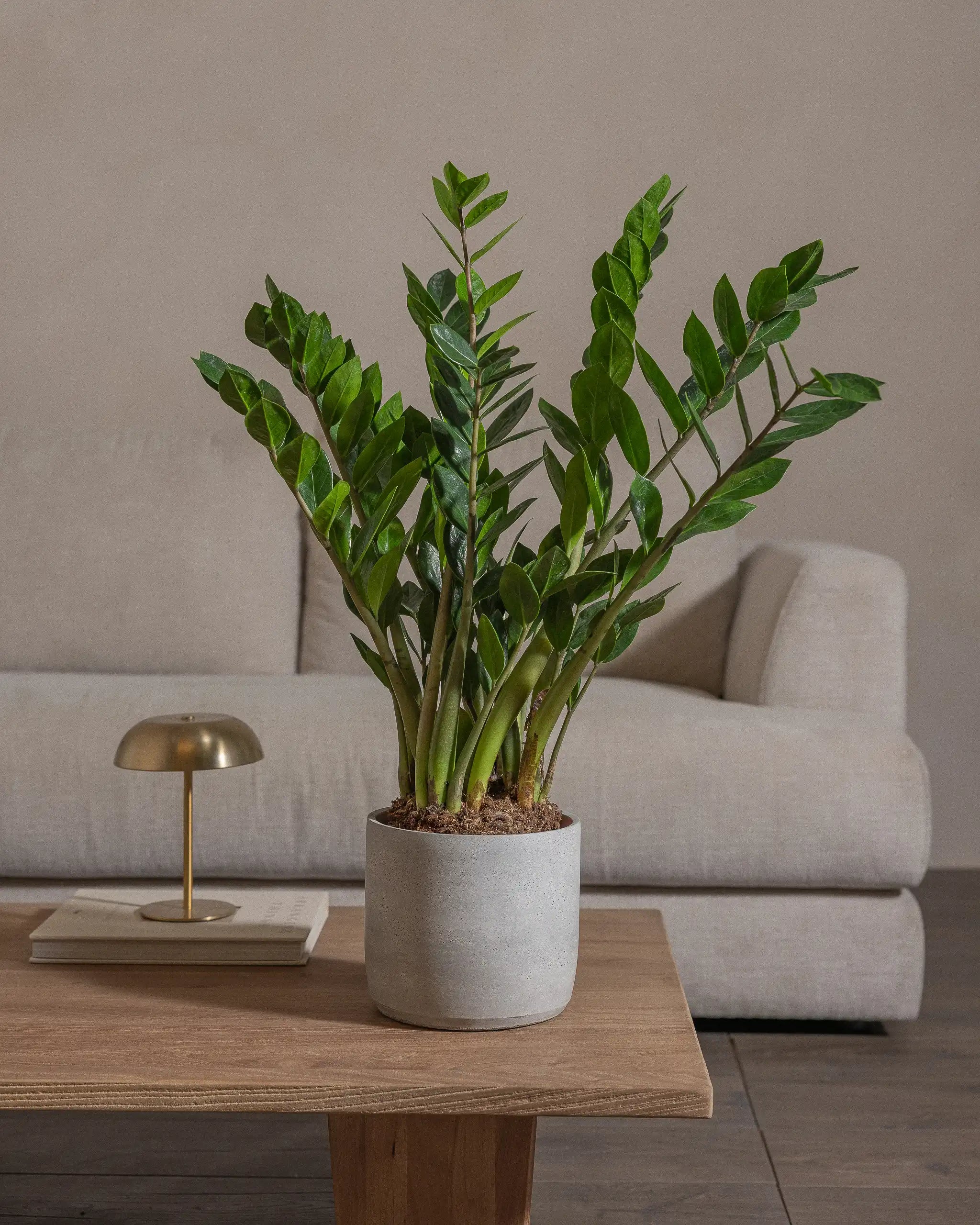 ZZ-Plant-60cm-Circle-Cement-Grey-Plntd-Lifestyle-30