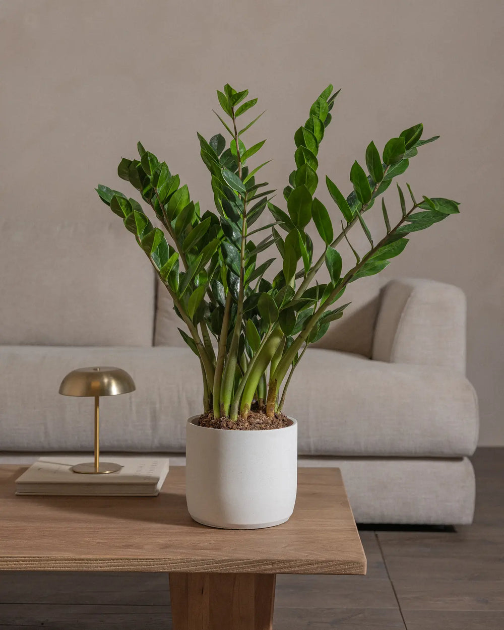 ZZ-Plant-60cm-Circle-Chalk-White-Plntd-Lifestyle-26