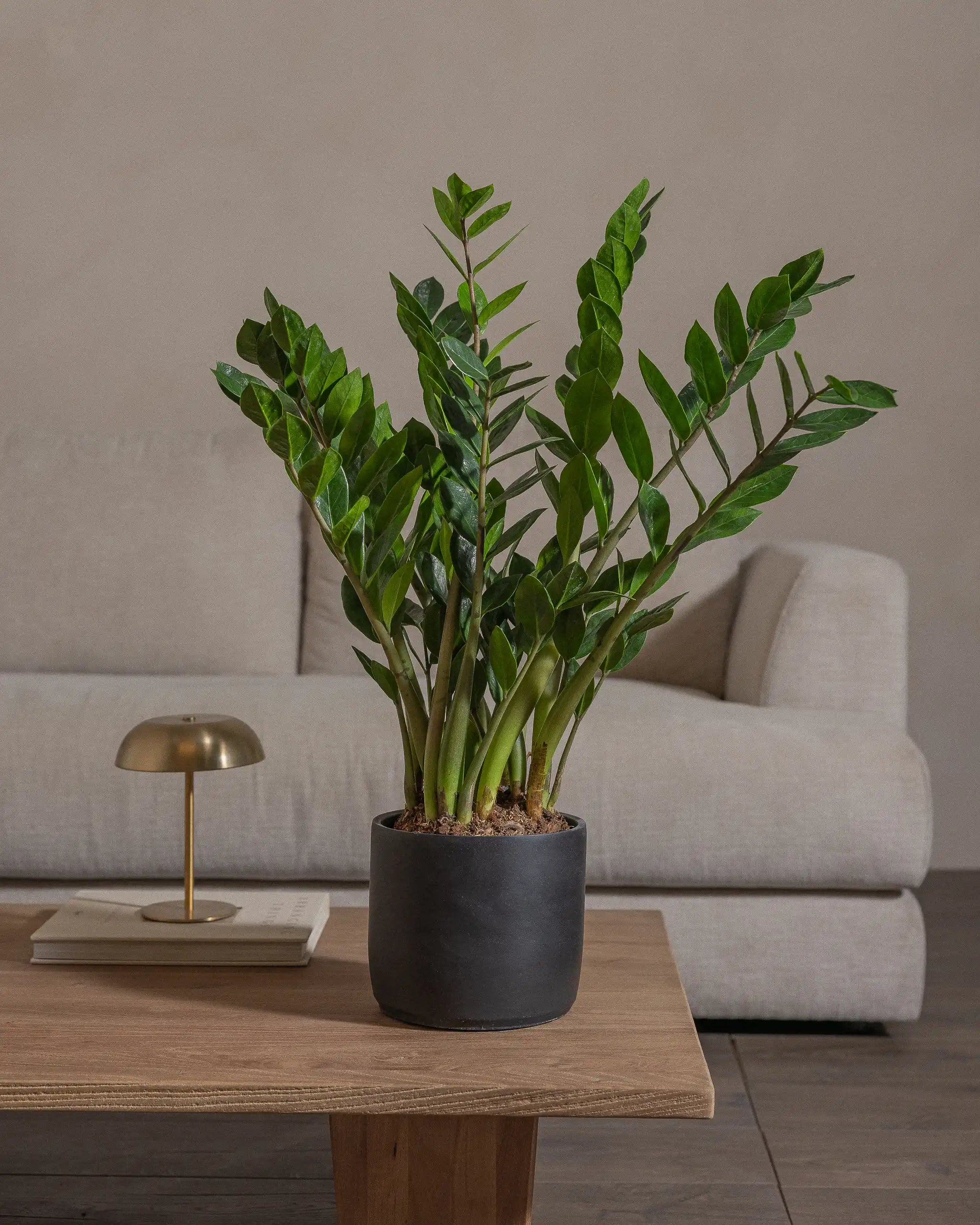 ZZ-Plant-60cm-Circle-Charcoal-Black-Plntd-Lifestyle-29