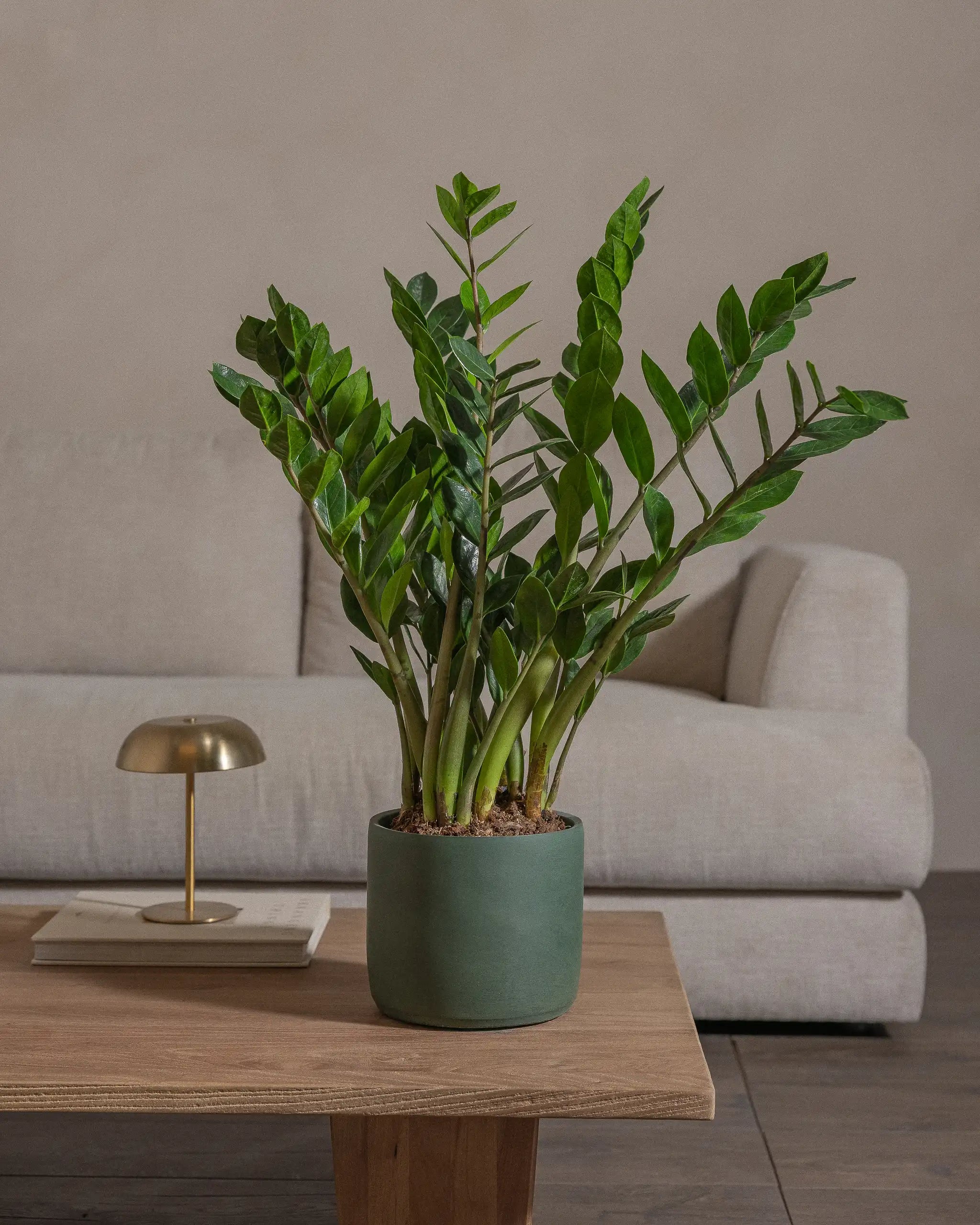 ZZ-Plant-60cm-Circle-Olive-Green-Plntd-Lifestyle-27