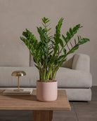 ZZ-Plant-60cm-Circle-Rose-Pink-Plntd-Lifestyle-31_99ed86d2-49f1-454b-a4a4-820b4169941b