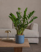 ZZ-Plant-60cm-Circle-Teia-Blue-Plntd-Lifestyle-28