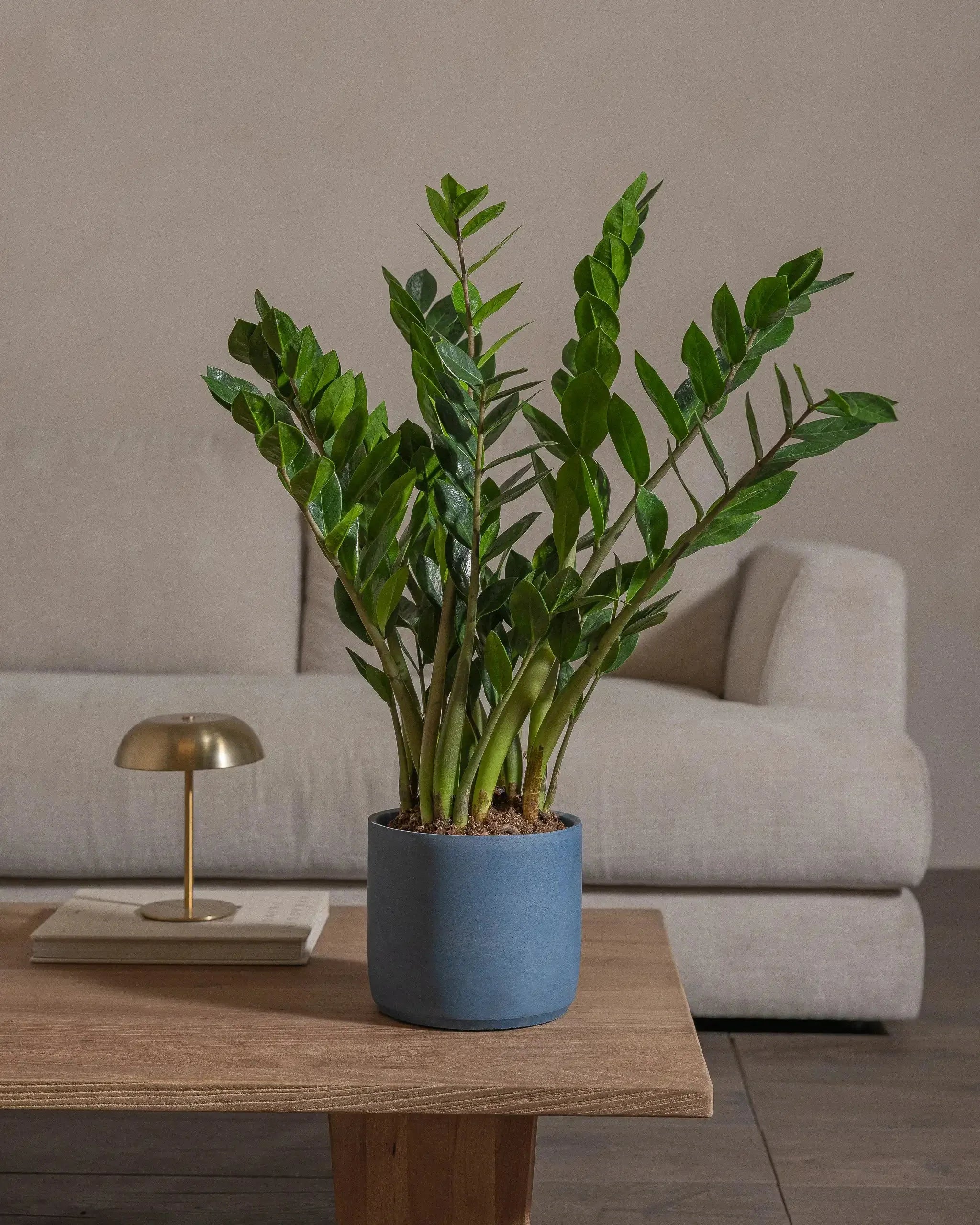 ZZ-Plant-60cm-Circle-Teia-Blue-Plntd-Lifestyle-28_d50b7980-9283-4801-a8ff-dd6e902df775