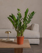 ZZ-Plant-60cm-Nursery-Pot-Default-Plntd-Lifestyle-40