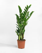 ZZ Plant-60cm-Nursery Pot-Nursery Pot-Plntd-Seamless