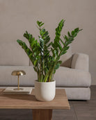 ZZ-Plant-60cm-Round-Chalk-White-Plntd-Lifestyle-34