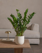 ZZ-Plant-60cm-Round-Chalk-White-Plntd-Lifestyle-34_9099336b-0fad-4daa-bcd7-5f119e58f049