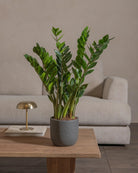 ZZ-Plant-60cm-Round-Ember-Plntd-Lifestyle-39