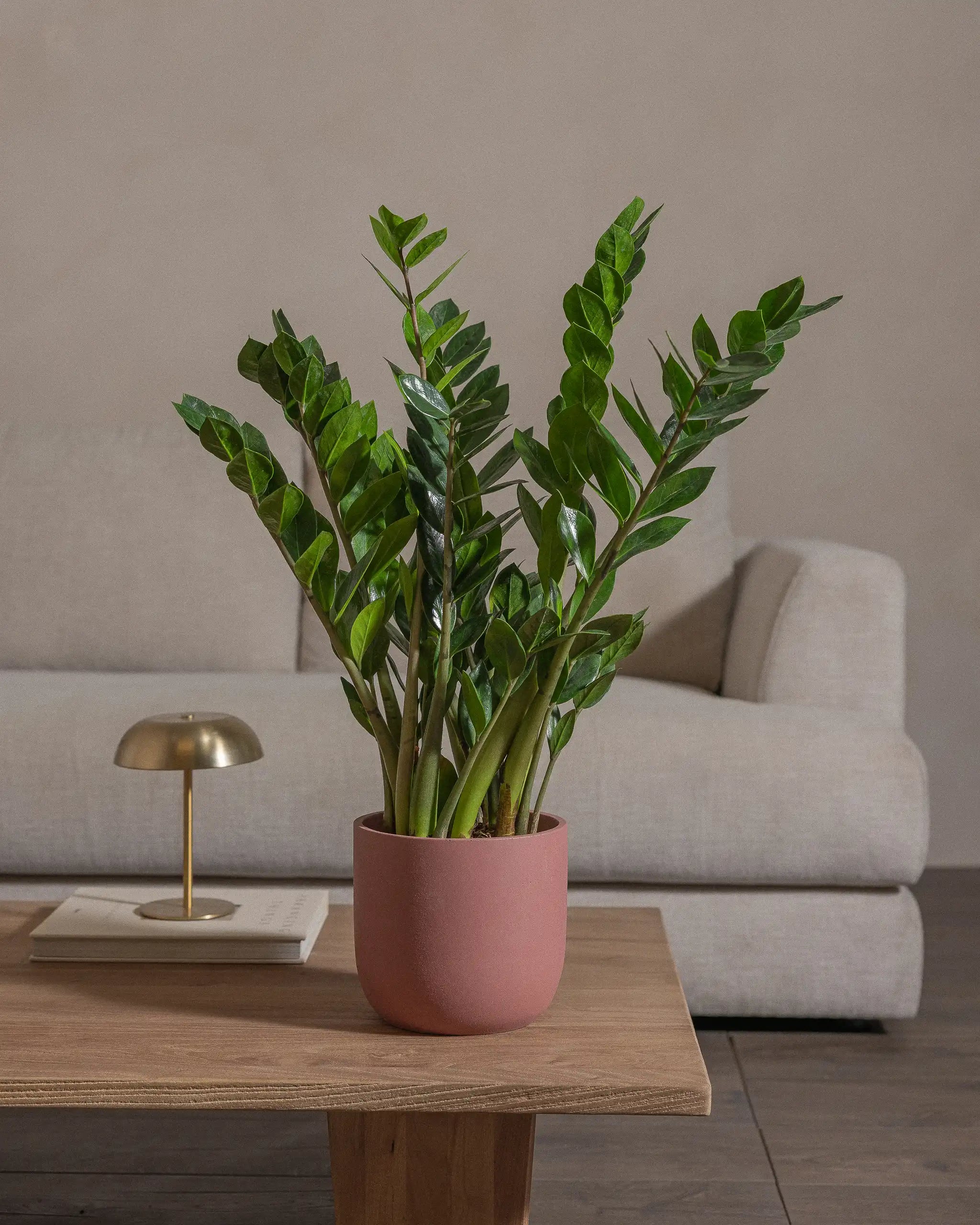 ZZ-Plant-60cm-Round-Old-Red-Plntd-Lifestyle-38