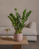 ZZ-Plant-60cm-Round-Rose-Pink-Plntd-Lifestyle-37