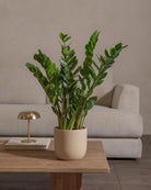 ZZ-Plant-60cm-Round-Sand-Plntd-Lifestyle-35