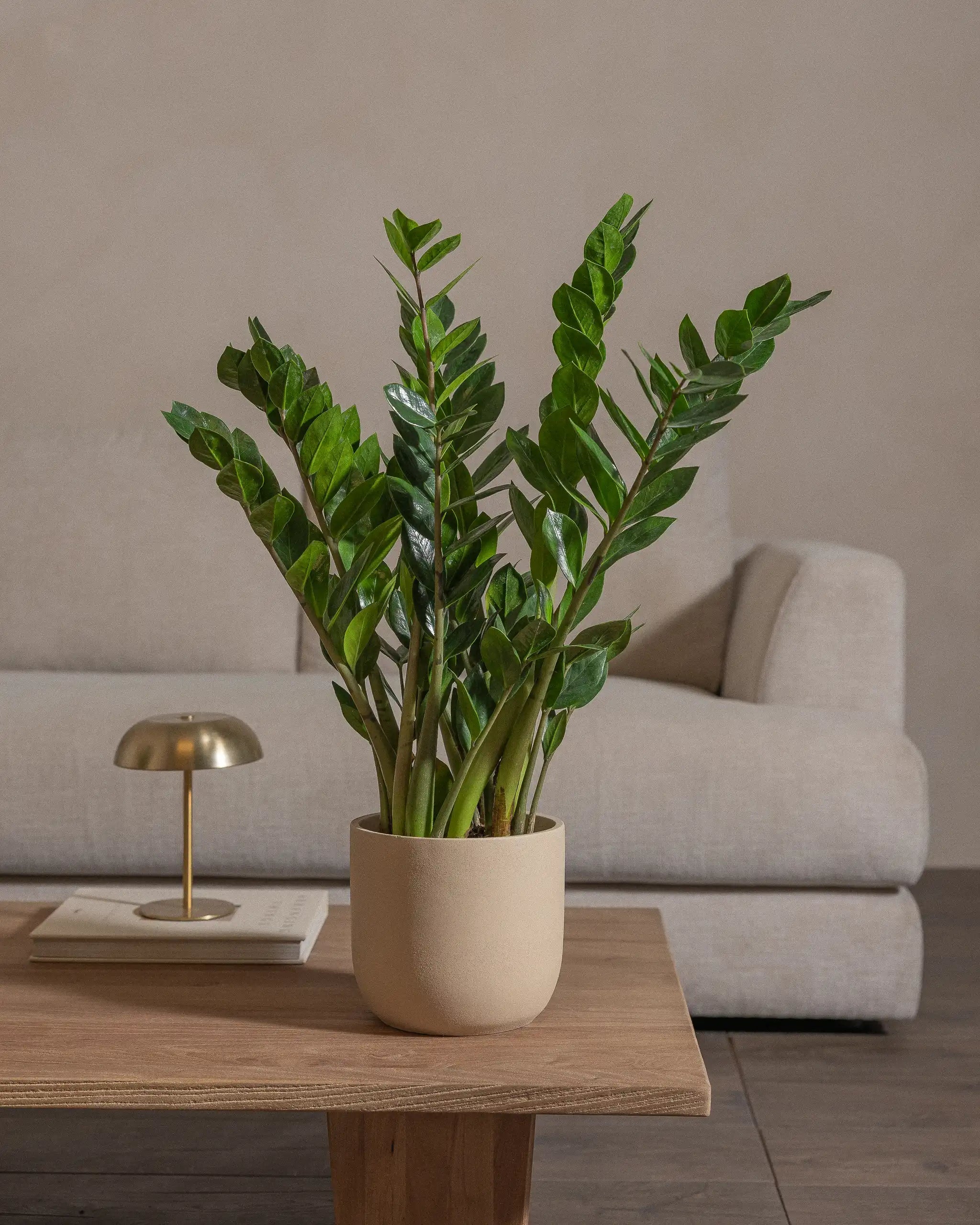 ZZ-Plant-60cm-Round-Sand-Plntd-Lifestyle-35