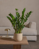 ZZ-Plant-60cm-Round-Sand-Plntd-Lifestyle-35_08cd9b25-77f1-4ea3-bdb1-8d3ba112a68d