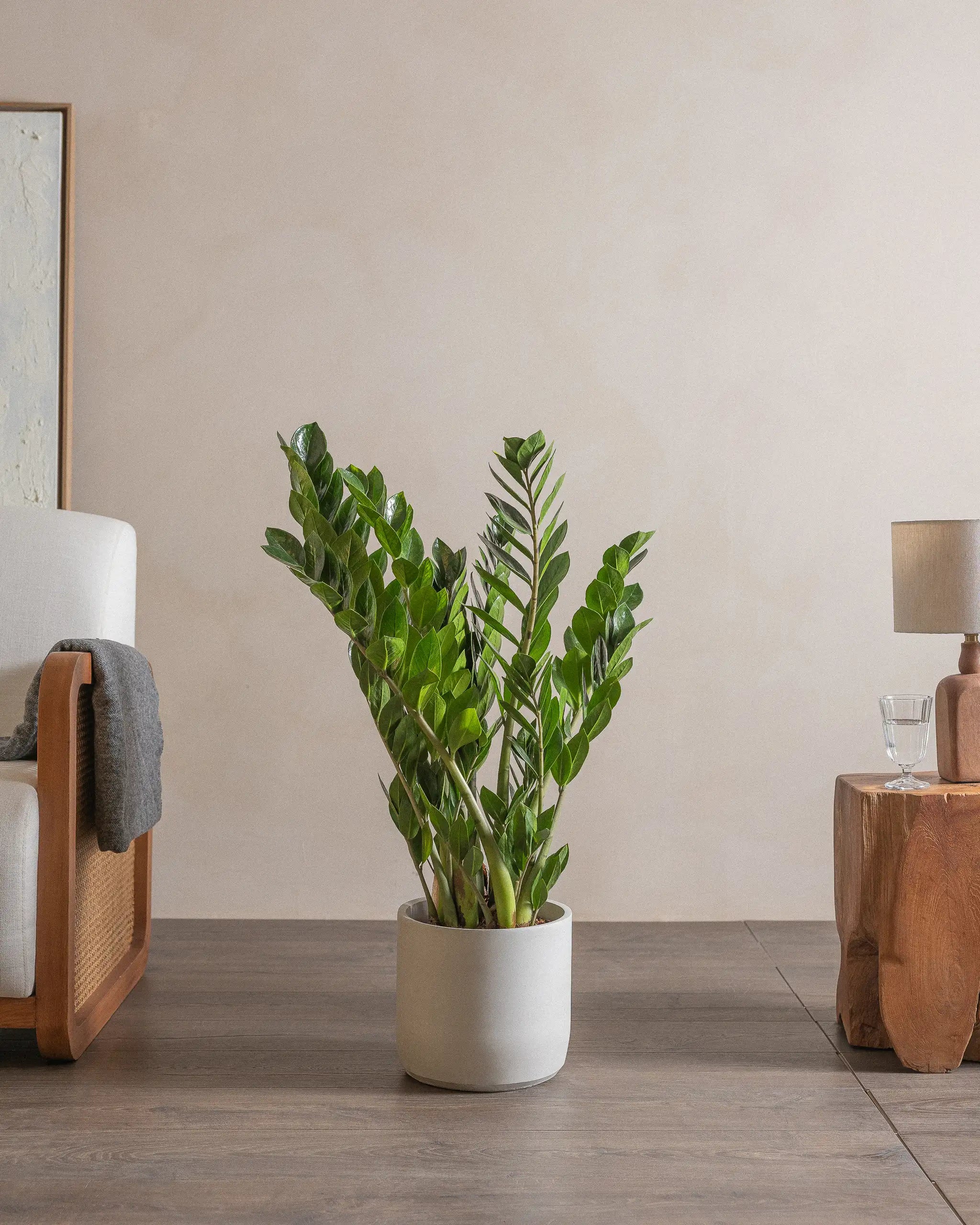 ZZ-Plant-90cm-Circle-Cement-Grey-Plntd-Lifestyle-43