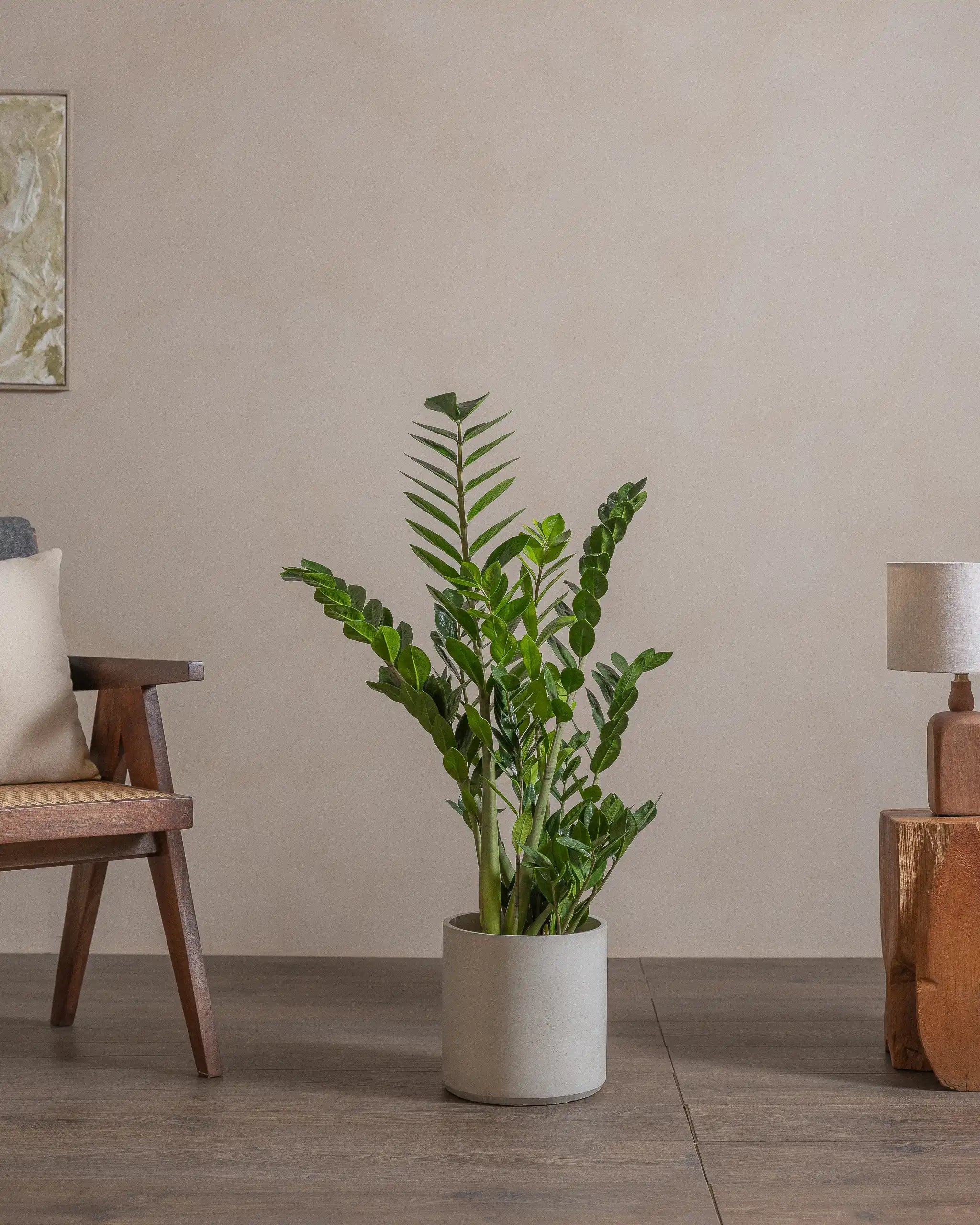 ZZ-Plant-90cm-Circle-Cement-Grey-Plntd-Lifestyle-44