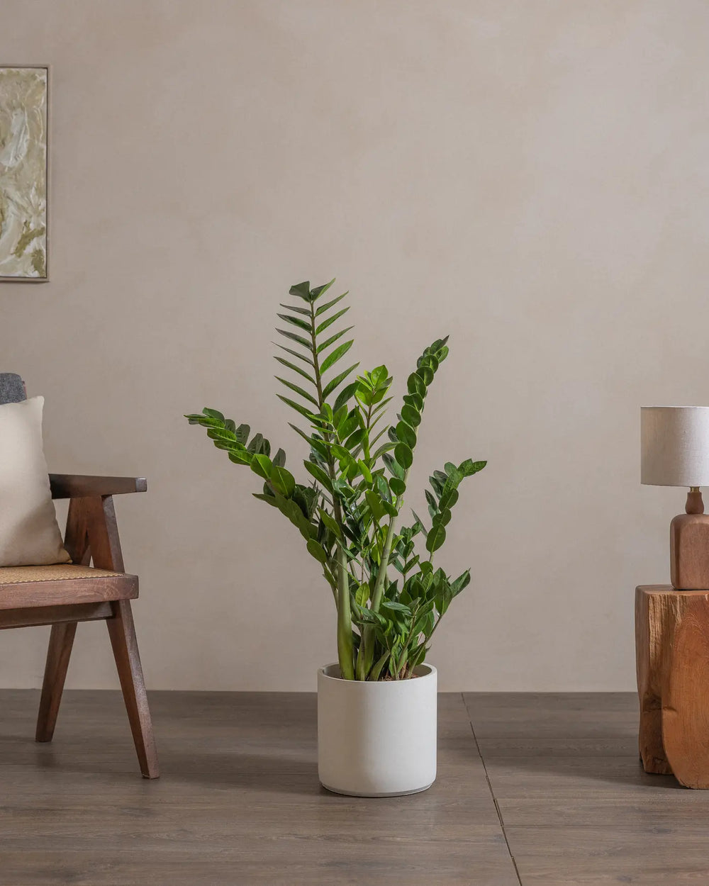 ZZ-Plant-90cm-Circle-Chalk-White-Plntd-Lifestyle-39