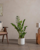 ZZ-Plant-90cm-Circle-Chalk-White-Plntd-Lifestyle-47