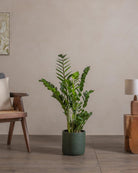 ZZ-Plant-90cm-Circle-Olive-Green-Plntd-Lifestyle-42