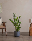 ZZ-Plant-90cm-Circle-Teia-Blue-Plntd-Lifestyle-41