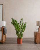 ZZ-Plant-90cm-Nursery-Pot-Default-Plntd-Lifestyle-47