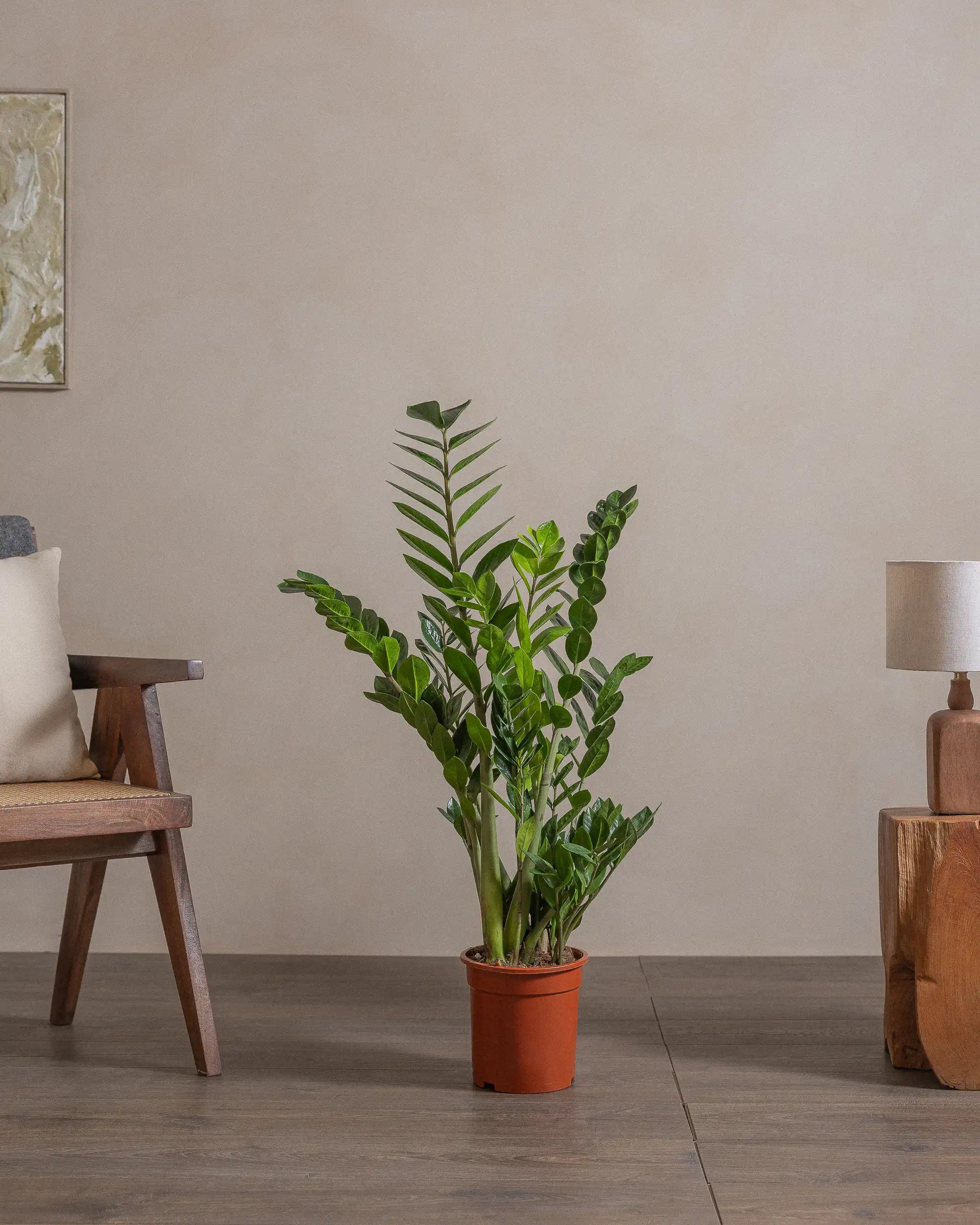 ZZ-Plant-90cm-Nursery-Pot-Default-Plntd-Lifestyle-48