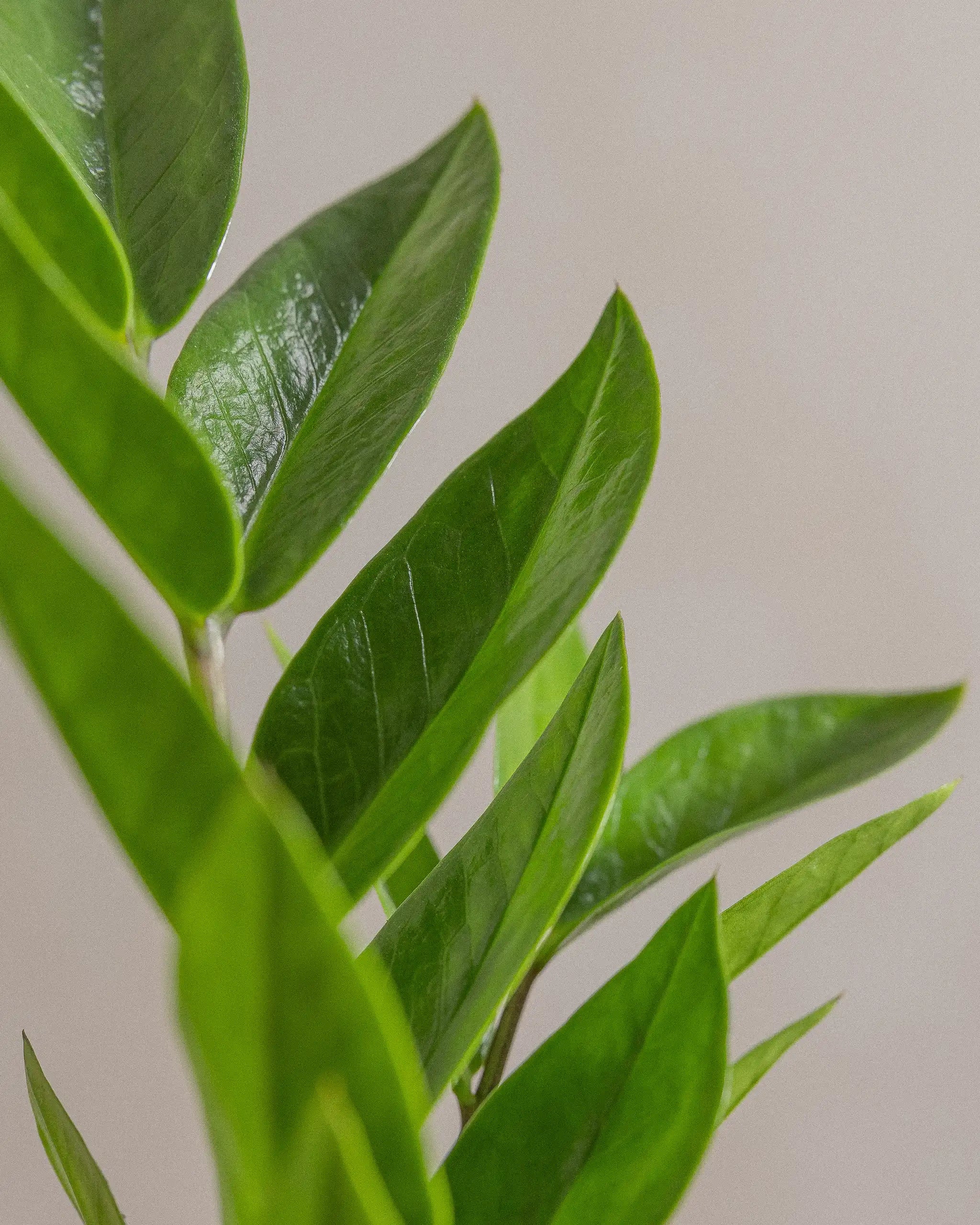 ZZ-Plant-Plntd-Macro-70